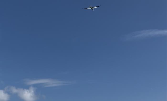 Gannet
